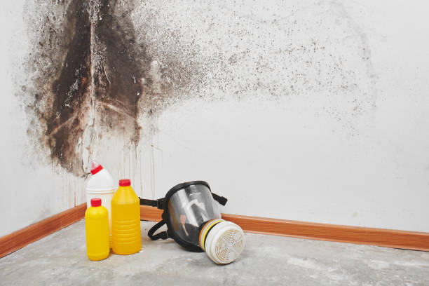 Home Mold Removal in Brielle, NJ