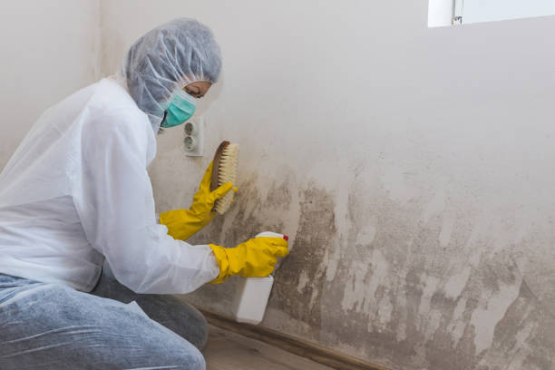 Best Attic Mold Removal  in Brielle, NJ