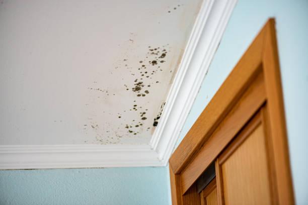 Best Affordable Mold Removal  in Brielle, NJ