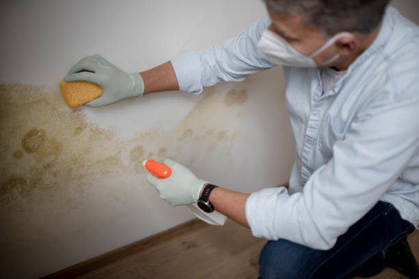 Best Water Damage Restoration  in Brielle, NJ
