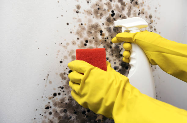 Best Certified Mold Removal  in Brielle, NJ