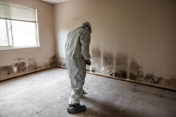 Certified Mold Removal in Brielle, NJ