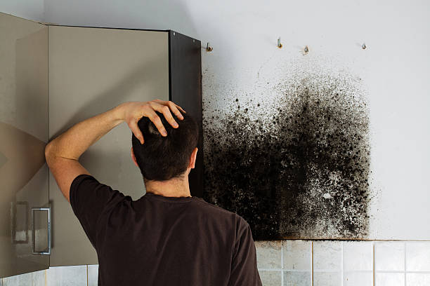 Best Crawl Space Mold Removal  in Brielle, NJ
