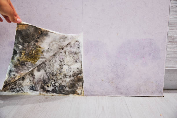 Best Local Mold Removal Service  in Brielle, NJ
